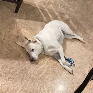 Meet your Posher, Cody